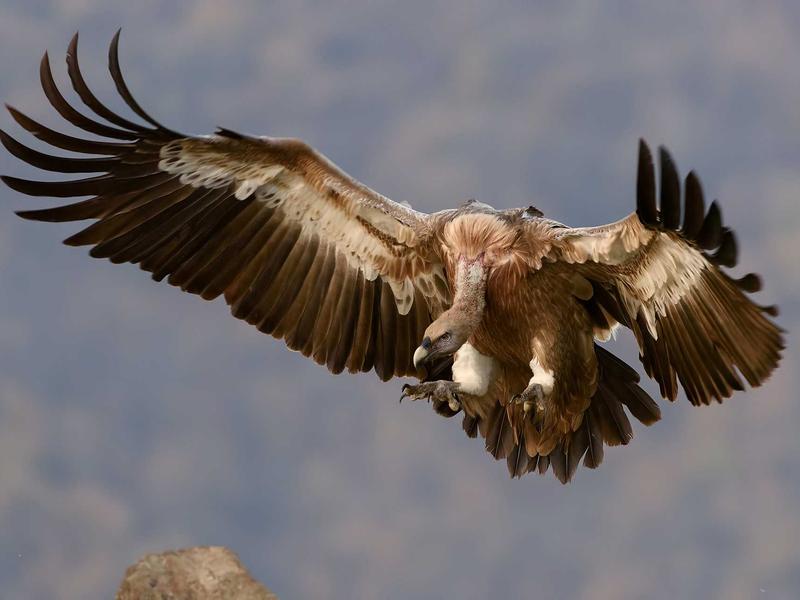 数字游民<br>yxepqio.cn 四海为家护照